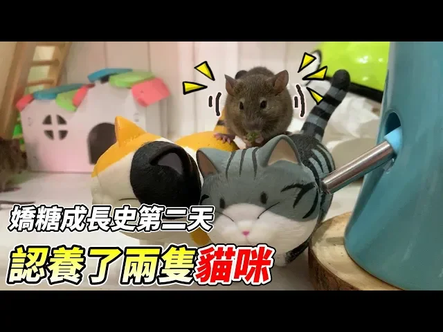 認養了兩隻貓咪 嬌糖竟然站在上面?【嬌糖成長史】第二天